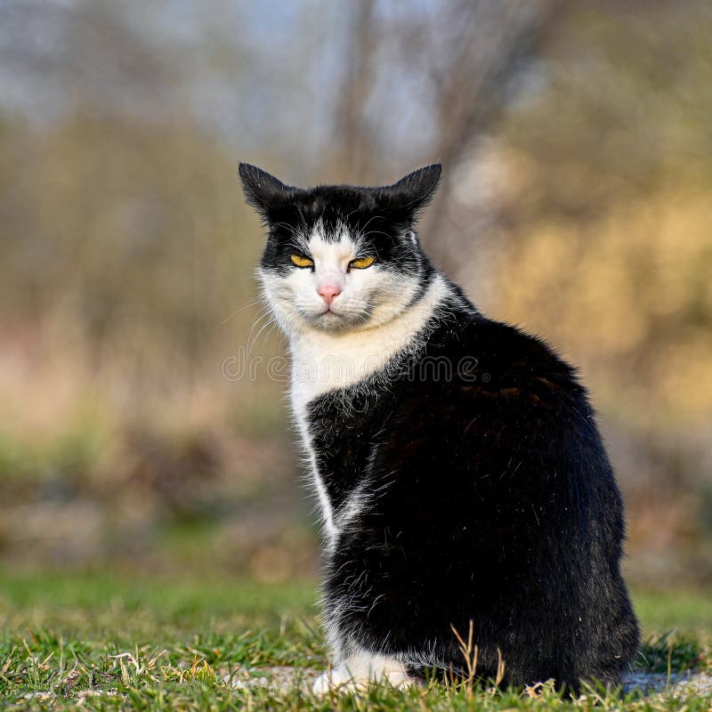 Angry Cat: Meet the moody monster moggy, in pictures