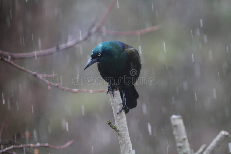 The common grackle (Quiscalus quiscula) is a large icterid found in large numbers through much of North America. Common grackles are found in much of North America east of the Rocky Mountains. The common grackle forages on the ground, in shallow water, or in shrubs it may steal food from other birds. It is omnivorous, eating insects, minnows, frogs, eggs, berries, seeds, grain, and even small birds and mice.This common grackle was perched atop a clipped branch, subjected to the rainy weather. His dark yet vibrant, shimmering colors stood out in the gray day. The common grackle (Quiscalus quiscula) is a large icterid found in large numbers through much of North America. Common grackles are found in much of North America east of the Rocky Mountains. The common grackle forages on the ground, in shallow water, or in shrubs it may steal food from other birds. It is omnivorous, eating insects, minnows, frogs, eggs, berries, seeds, grain, and even small birds and mice.This common grackle was perched atop a clipped branch, subjected to the rainy weather. His dark yet vibrant, shimmering colors stood out in the gray day.