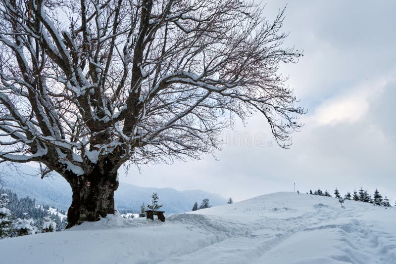 Moody landscape with footpath tracks and dark trees covered with fresh fallen snow in winter mountain forest on cold