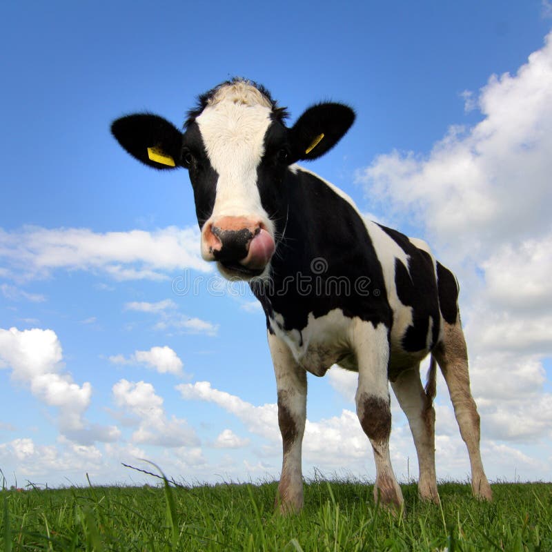 Mooh! foto de stock royalty free Mooh! foto de stock royalty free