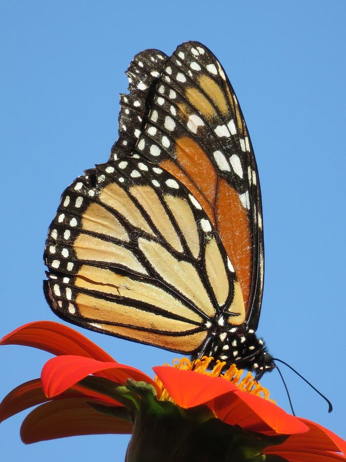 Mooi August Monarch Butterfly stock fotografie Mooi August Monarch Butterfly stock fotografie