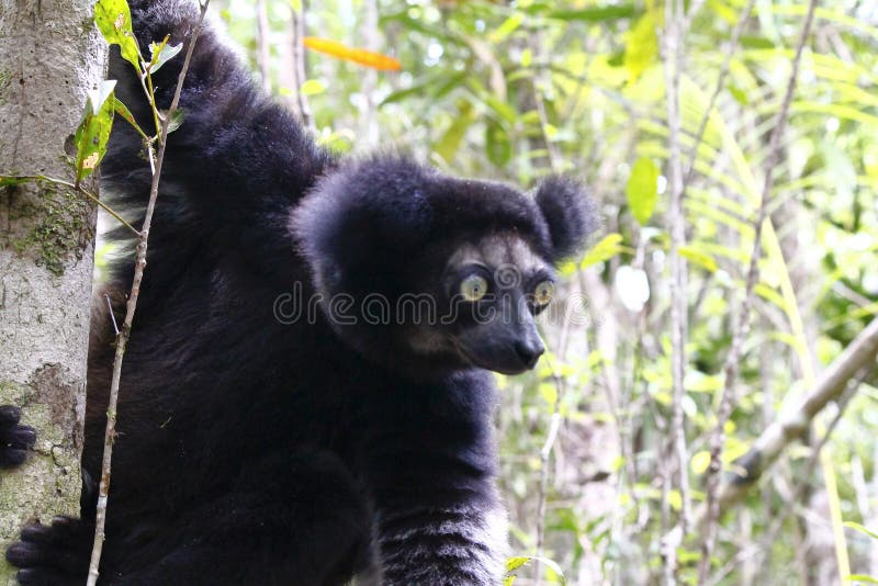Mooi beeld van de Indri-maki Indri Indri stock afbeelding Mooi beeld van de Indri-maki Indri Indri stock afbeelding
