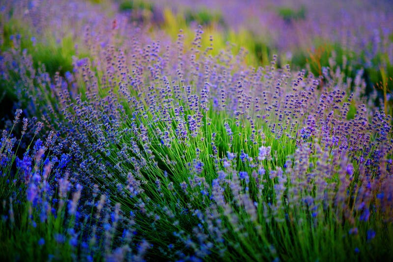 Mooi beeld van lavendelgebied over het landschap van de de zomerzonsondergang stock foto's Mooi beeld van lavendelgebied over het landschap van de de zomerzonsondergang stock foto's