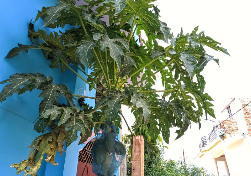 Mooi beeld van papaya tree indi