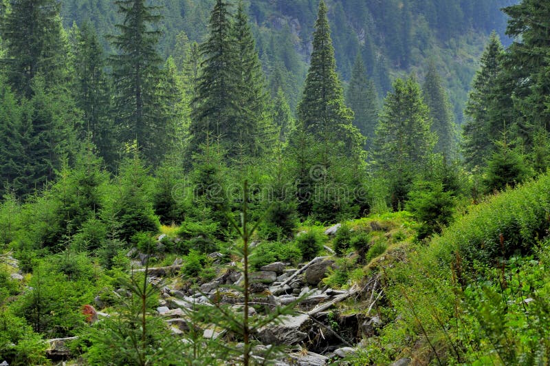 Mooi bergenlandschap met pijnboombomen voor stock fotografie Mooi bergenlandschap met pijnboombomen voor stock fotografie