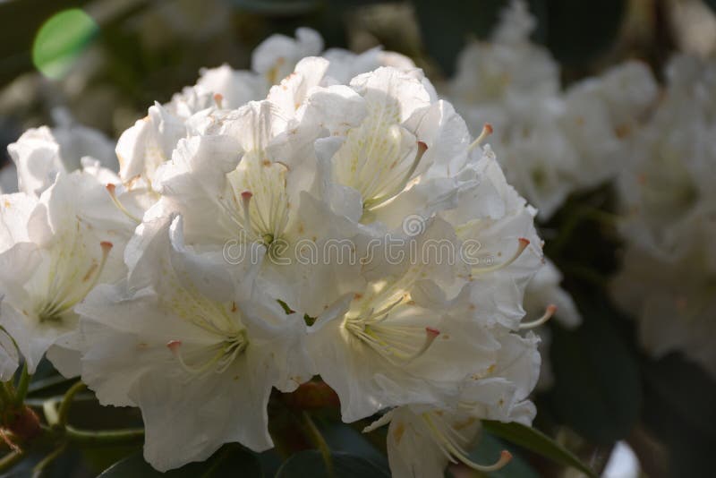 Mooi Boeket van de Bloeiende Witte Bloesems van de Rododendronbloem stock foto's Mooi Boeket van de Bloeiende Witte Bloesems van de Rododendronbloem stock foto's