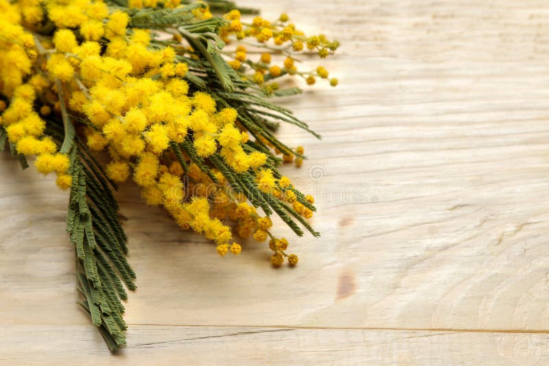 Mooi boeket van gele mimosabloemen op een natuurlijke houten lijst Vrije ruimte Ruimte voor tekst stock foto's Mooi boeket van gele mimosabloemen op een natuurlijke houten lijst Vrije ruimte Ruimte voor tekst stock foto's