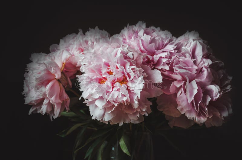 Mooi boeket van roze pioenbloem op zwarte achtergrond De pioenenzomer Liefde Bloemen Nieuw versie herontworpen dollarbankbiljet k royalty-vrije stock foto's Mooi boeket van roze pioenbloem op zwarte achtergrond De pioenenzomer Liefde Bloemen Nieuw versie herontworpen dollarbankbiljet k royalty-vrije stock foto's