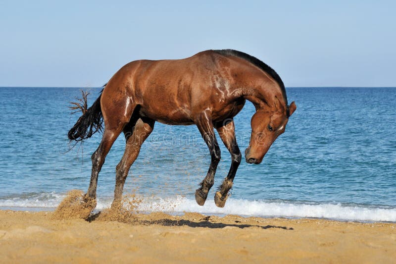Mooi bruin paard die op overzees strand springen royalty-vrije stock foto Mooi bruin paard die op overzees strand springen royalty-vrije stock foto