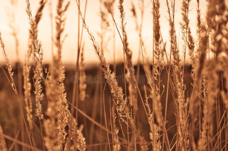 Mooi close-up van bruine droge grasstammen op zonsondergang op de herfstdag royalty-vrije stock afbeeldingen Mooi close-up van bruine droge grasstammen op zonsondergang op de herfstdag royalty-vrije stock afbeeldingen