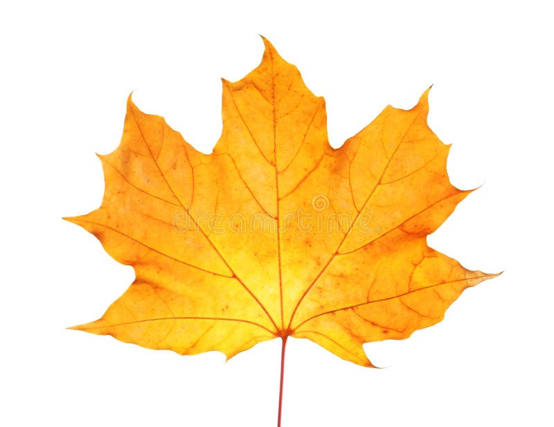 Mooi de herfstblad op witte achtergrond stock foto Mooi de herfstblad op witte achtergrond stock foto