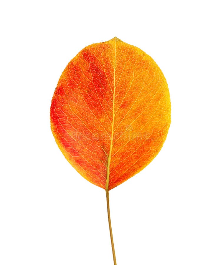Mooi de herfstblad op witte achtergrond royalty-vrije stock afbeeldingen Mooi de herfstblad op witte achtergrond royalty-vrije stock afbeeldingen