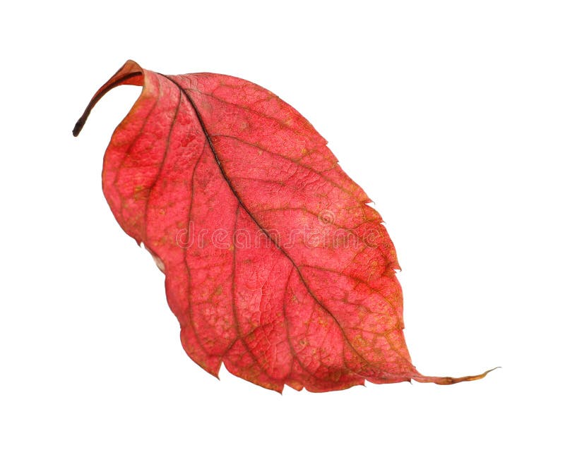 Mooi de herfstblad op witte achtergrond royalty-vrije stock fotografie Mooi de herfstblad op witte achtergrond royalty-vrije stock fotografie