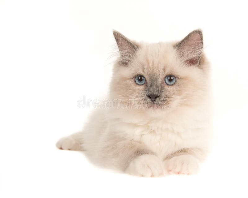 Mooi de kattenkatje die van de ragdollbaby met blauwe ogen, isolat liggen stock foto's Mooi de kattenkatje die van de ragdollbaby met blauwe ogen, isolat liggen stock foto's
