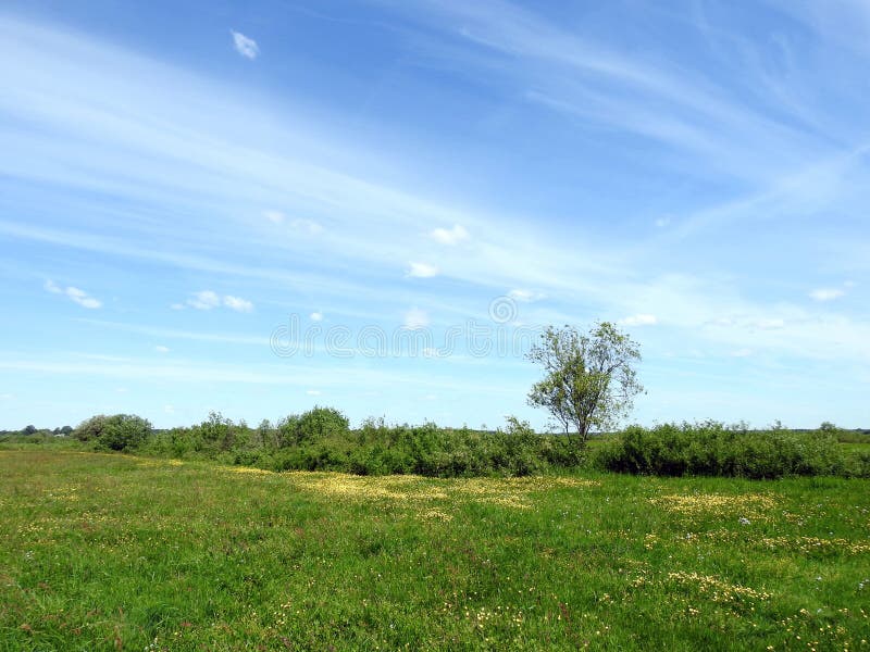 Mooi de lentegebied, bomen en bewolkte hemel, Litouwen royalty-vrije stock foto's Mooi de lentegebied, bomen en bewolkte hemel, Litouwen royalty-vrije stock foto's