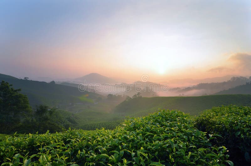 Mooi die zonsopganglandschap van theeaanplanting in Cameron Highland, Maleisië wordt gevestigd stock foto Mooi die zonsopganglandschap van theeaanplanting in Cameron Highland, Maleisië wordt gevestigd stock foto