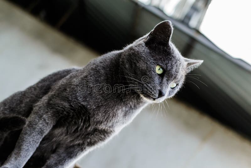 Mooi Donker Gray Street Cat Portrait royalty-vrije stock fotografie Mooi Donker Gray Street Cat Portrait royalty-vrije stock fotografie