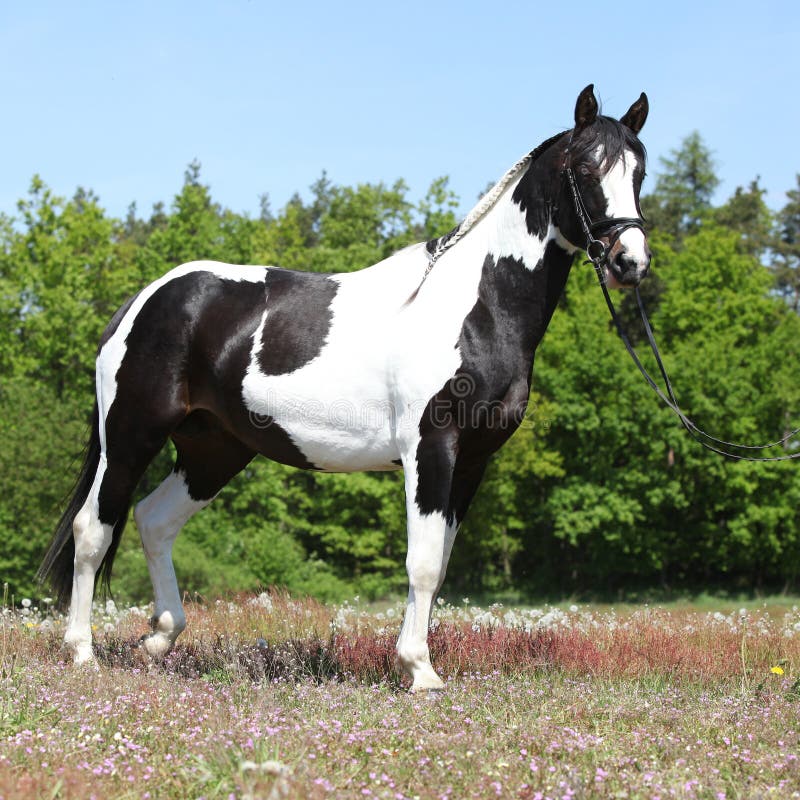 Mooi Gevlekt Paard Met Stock - Image of weidegrond, 42416922