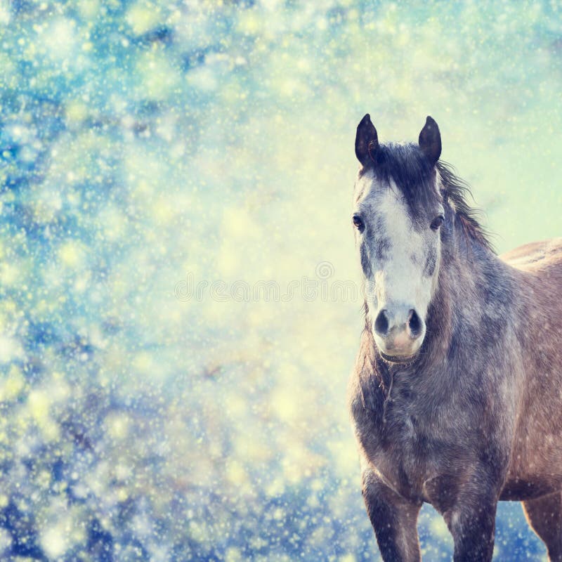 Mooi grijs paardportret op de winterachtergrond van sneeuwval royalty-vrije stock afbeelding Mooi grijs paardportret op de winterachtergrond van sneeuwval royalty-vrije stock afbeelding