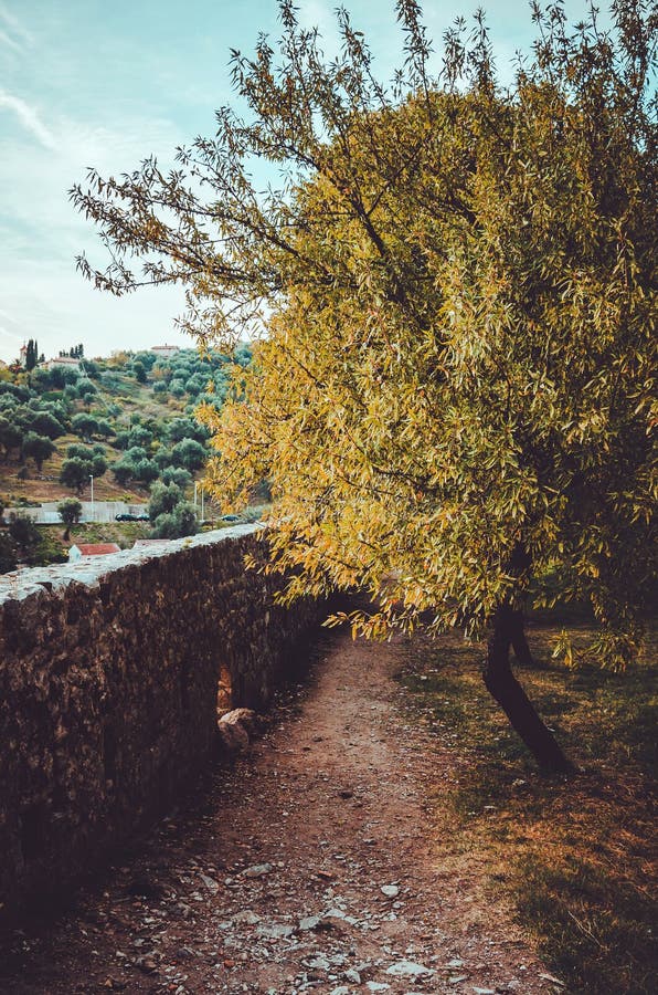 Mooi hout bij de zonsondergang met oudste weg in de oude Bar van stadsstari in Montenegro de herfstmening van oude ruïnes van stock afbeelding Mooi hout bij de zonsondergang met oudste weg in de oude Bar van stadsstari in Montenegro de herfstmening van oude ruïnes van stock afbeelding