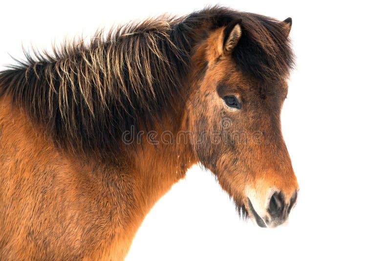 Mooi Ijslands paard op witte achtergrond stock afbeeldingen Mooi Ijslands paard op witte achtergrond stock afbeeldingen