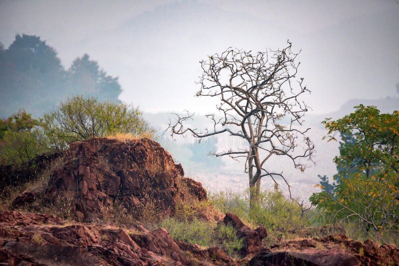 Prachtig Indiaas landschap in het Gharial-reservaat stock afbeeldingen