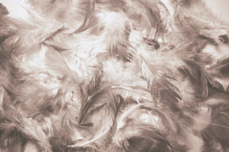 Mooi kleurrijk de verenachtergrond en behang van close-up abstract texturen royalty-vrije stock afbeeldingen Mooi kleurrijk de verenachtergrond en behang van close-up abstract texturen royalty-vrije stock afbeeldingen