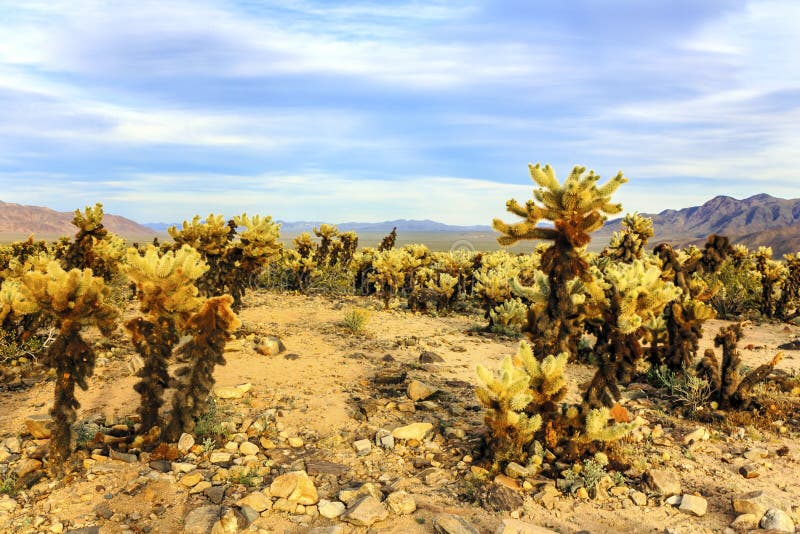 Mooi landschap van Cholla-Cactustuin, Joshua Tree National Park, Californië, Verenigde Staten royalty-vrije stock afbeeldingen Mooi landschap van Cholla-Cactustuin, Joshua Tree National Park, Californië, Verenigde Staten royalty-vrije stock afbeeldingen