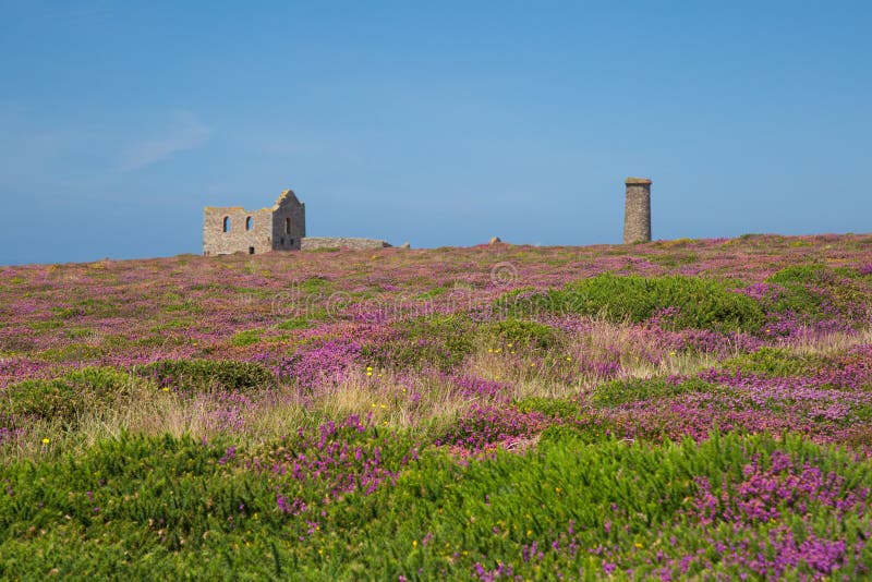 Mooi landschap Van Cornwall met purpere heidevoorgrond stock foto's