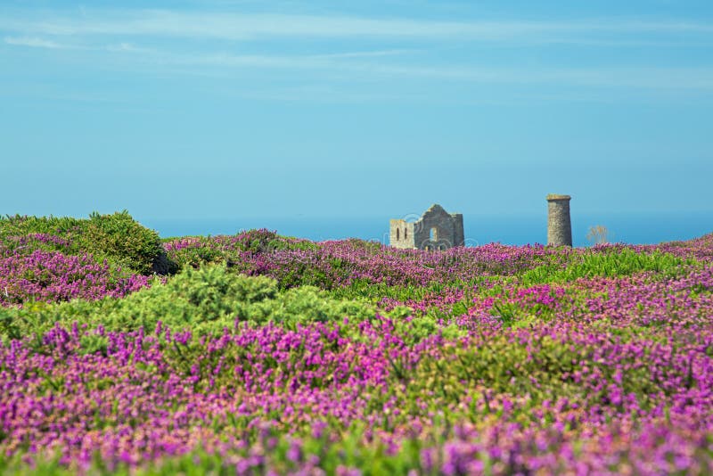 Mooi landschap Van Cornwall met purpere heidevoorgrond stock afbeeldingen