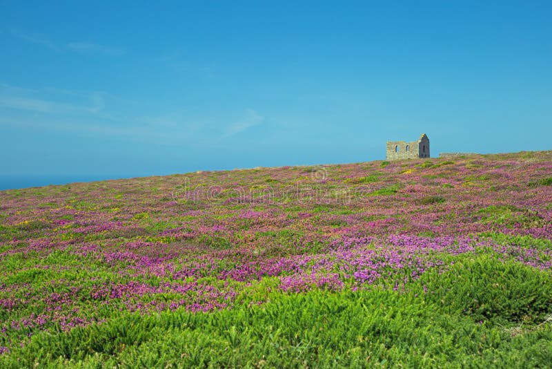 Mooi landschap Van Cornwall met purpere heidevoorgrond stock fotografie