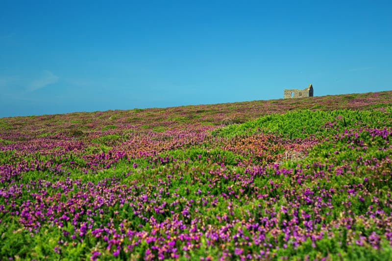 Mooi landschap Van Cornwall met purpere heidevoorgrond stock afbeelding