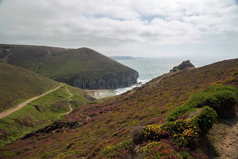 Mooi landschap Van Cornwall met purpere heidevoorgrond royalty-vrije stock afbeeldingen