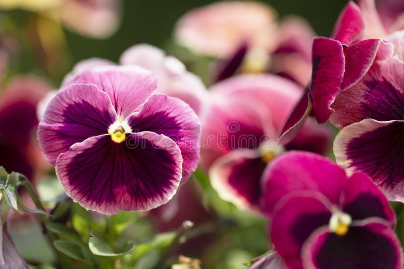 Close up of bright magenta pansy with deep purple blotch and yellow center. Close up of bright magenta pansy with deep purple blotch and yellow center