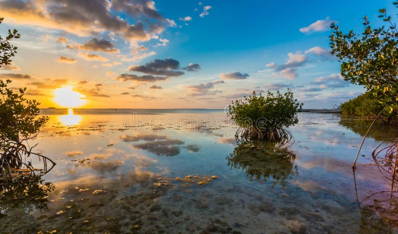 Mooi mangrovemoeras bij zonsondergang in de Sleutels van Florida royalty-vrije stock afbeeldingen Mooi mangrovemoeras bij zonsondergang in de Sleutels van Florida royalty-vrije stock afbeeldingen