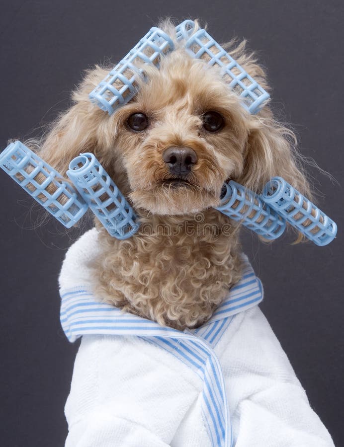 A beautiful poodle in blue curlers and a matching white and blue striped bathrobe, isolated on a gray background. A beautiful poodle in blue curlers and a matching white and blue striped bathrobe, isolated on a gray background.
