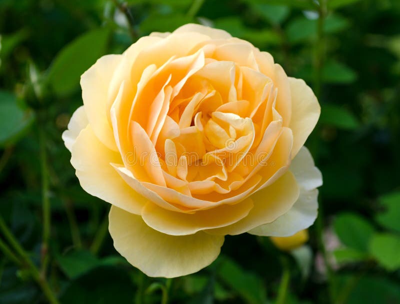 Download Mooi nam toe stock foto. Afbeelding bestaande uit spring - 54086332