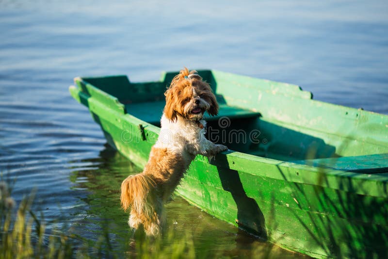 Mooi nat puppy op een boot royalty-vrije stock foto Mooi nat puppy op een boot royalty-vrije stock foto