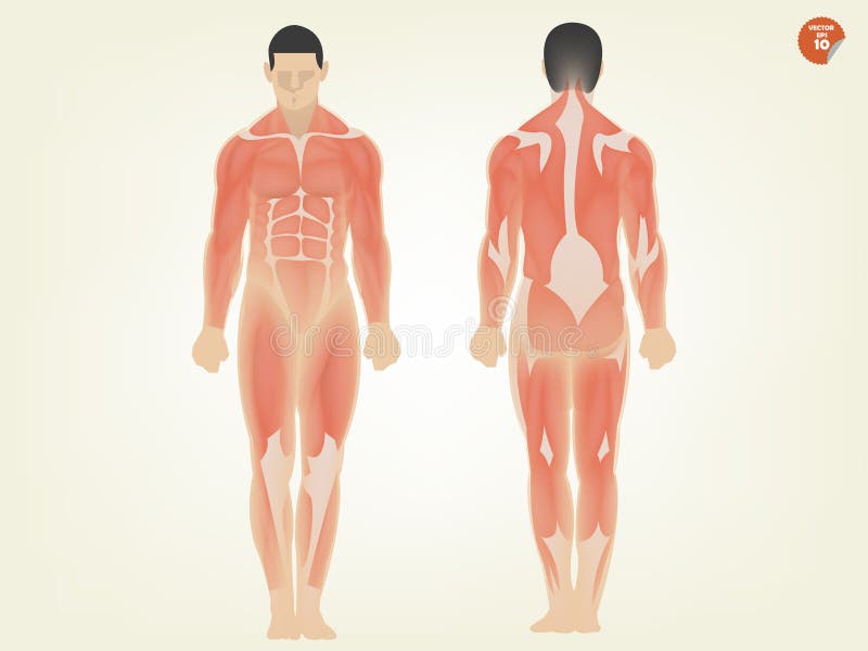 Mooi ontwerp van menselijke anatomie voorkant en achterkant vector illustratie Mooi ontwerp van menselijke anatomie voorkant en achterkant vector illustratie