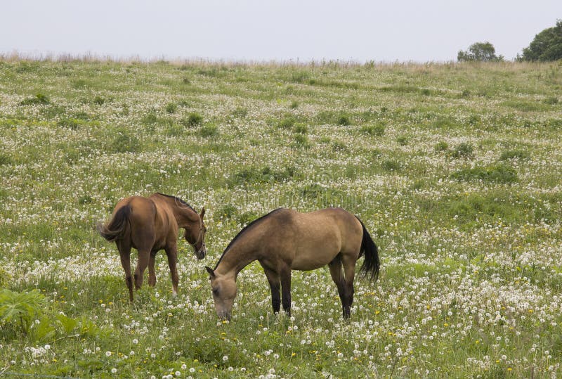 Mooi paard op het gebied van paardebloemen stock afbeeldingen Mooi paard op het gebied van paardebloemen stock afbeeldingen