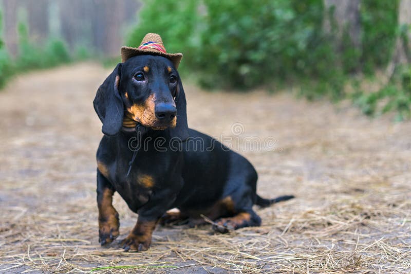 Mooi portret van van de het rassentekkel van het hondpuppy zwarte tan, in GLB van een cowboy in het groene bos stock fotografie Mooi portret van van de het rassentekkel van het hondpuppy zwarte tan, in GLB van een cowboy in het groene bos stock fotografie