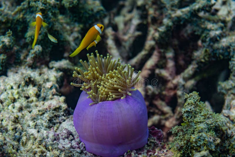 Mooi purper levend koraal met gele kleine vissen rond in de oceaan in de Maldiven stock foto's Mooi purper levend koraal met gele kleine vissen rond in de oceaan in de Maldiven stock foto's