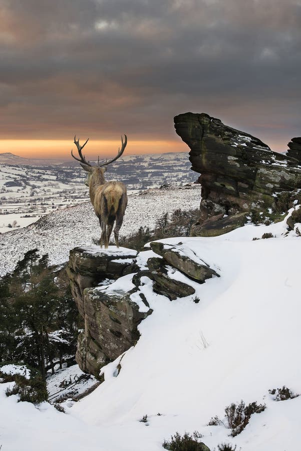 Mooi rood hertenmannetje in sneeuw behandelde bergketen feestelijk s stock fotografie Mooi rood hertenmannetje in sneeuw behandelde bergketen feestelijk s stock fotografie