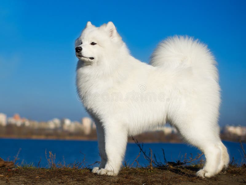 Beautiful samoyed dog puppy portrait. Beautiful samoyed dog puppy portrait