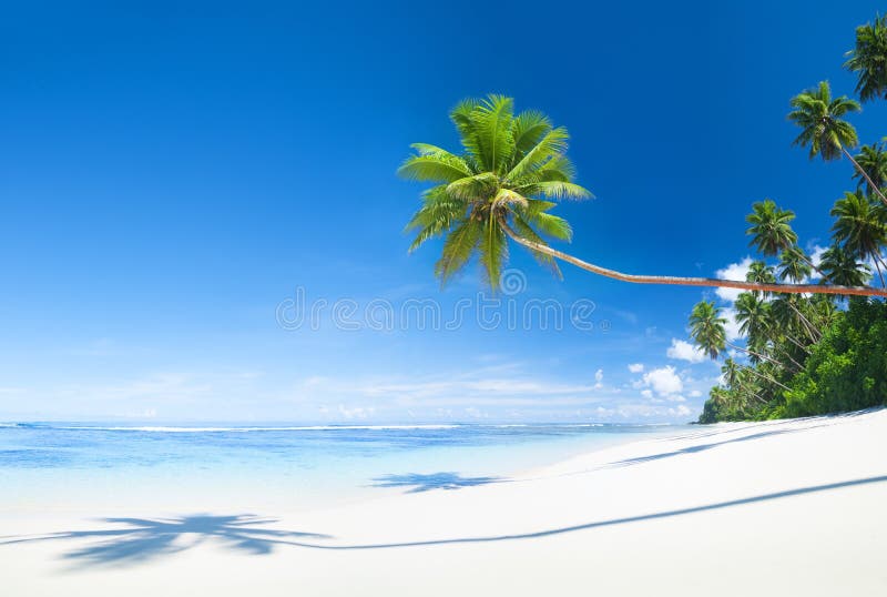 Mooi toneelstrand met Palm stock fotografie Mooi toneelstrand met Palm stock fotografie