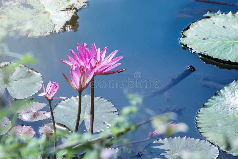 mooi waterlily, de installaties van de lotusbloembloem in vijver met groen blad royalty-vrije stock foto's mooi waterlily, de installaties van de lotusbloembloem in vijver met groen blad royalty-vrije stock foto's