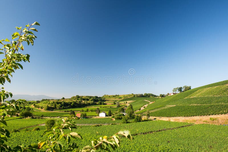 Mooi Wijngaardlandschap in Ihringen, Zuid-Duitsland stock fotografie Mooi Wijngaardlandschap in Ihringen, Zuid-Duitsland stock fotografie