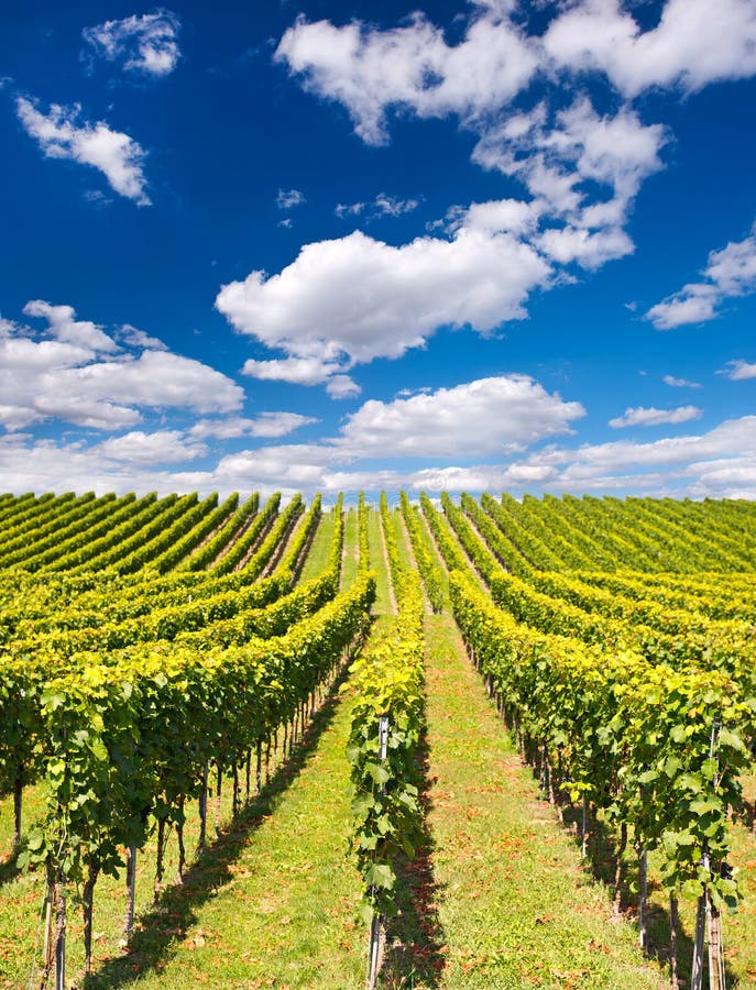 Mooi wijngaardlandschap met blauwe hemel