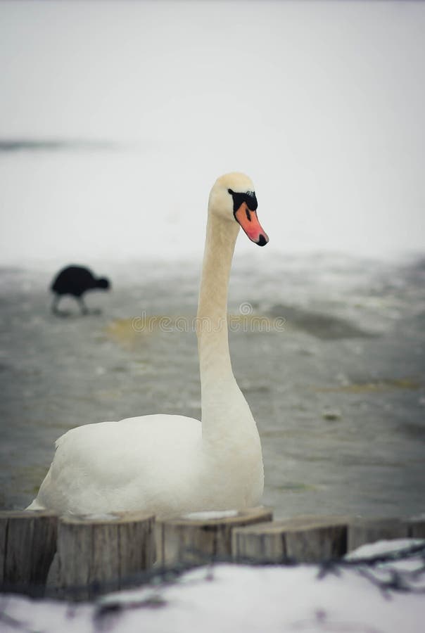 Mooi wit zwaanportret op het ijzige meer in de winter royalty-vrije stock afbeeldingen Mooi wit zwaanportret op het ijzige meer in de winter royalty-vrije stock afbeeldingen