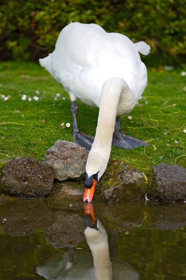 A photo of a pretty swan drinking water. A photo of a pretty swan drinking water